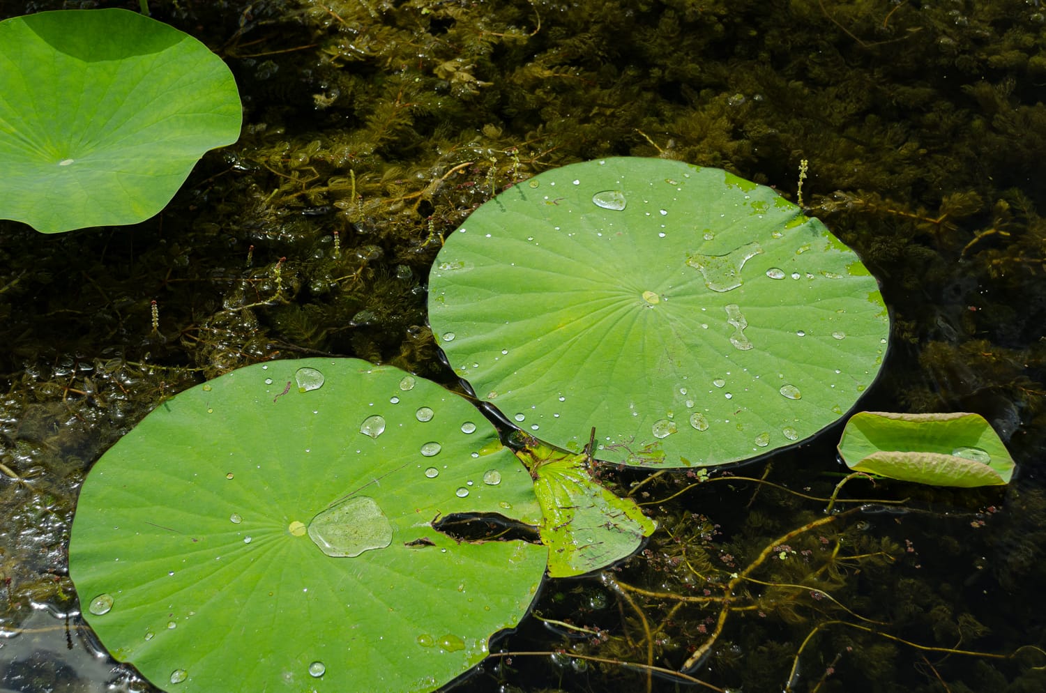 Фото 25 из альбома Bardeux 2018