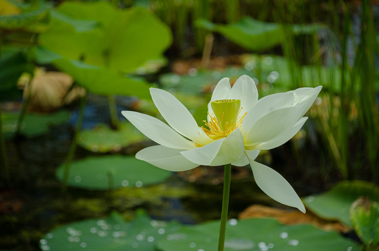 Фото 26 из альбома Bardeux 2018