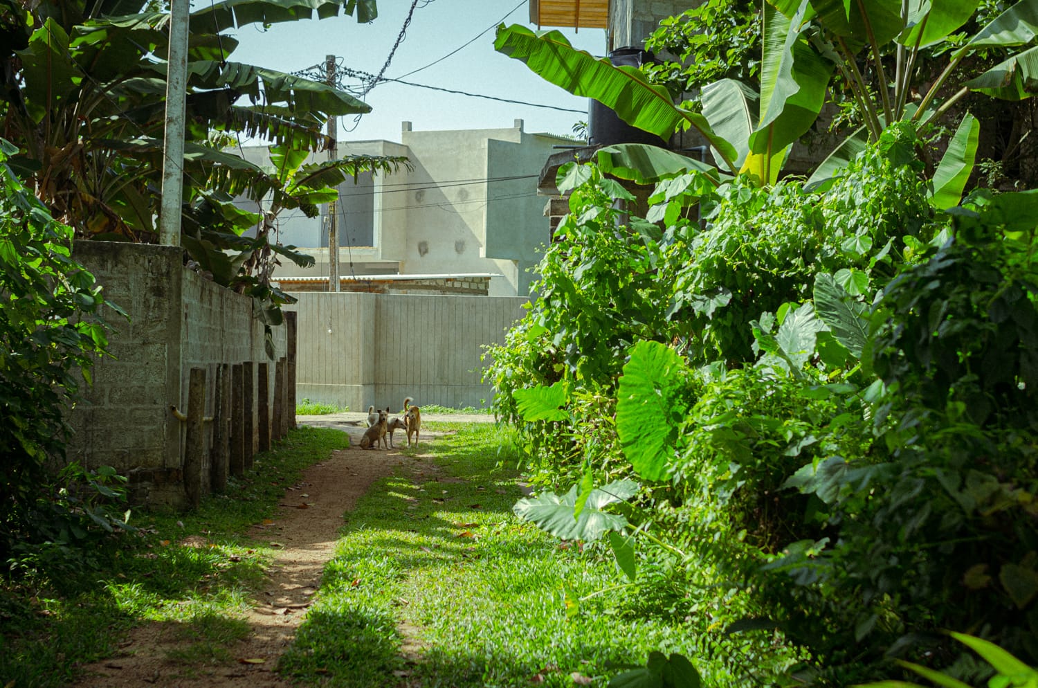 Фото 1 из альбома Sri Lanka 2019