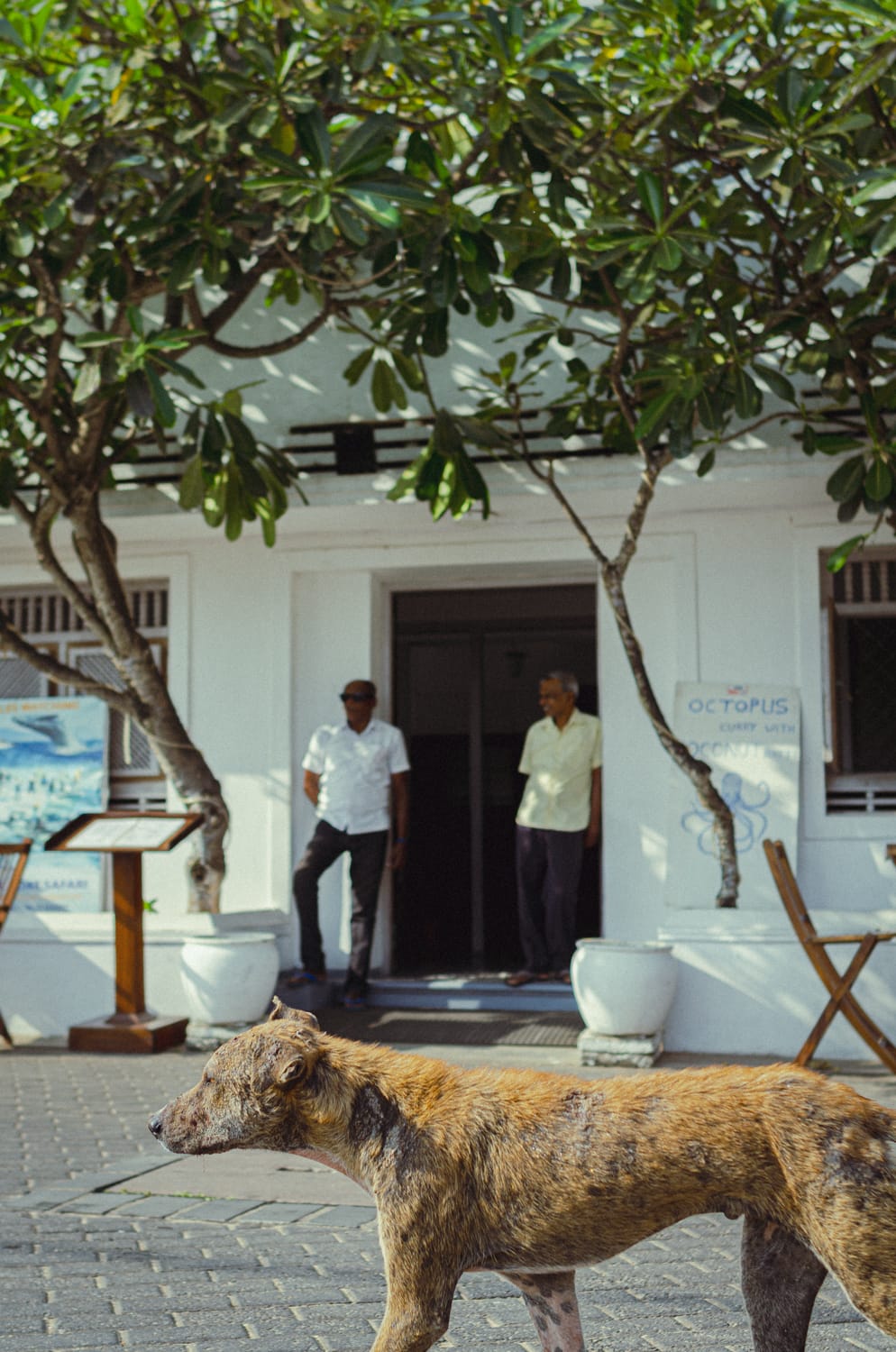 Фото 45 из альбома Sri Lanka 2019