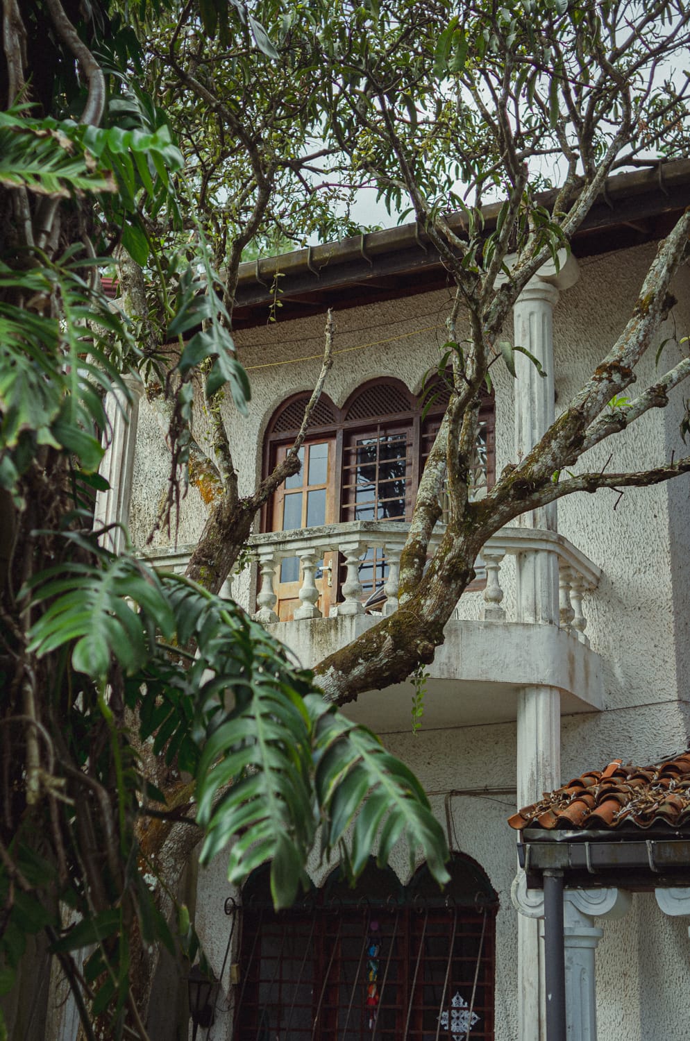 Фото 55 из альбома Sri Lanka 2019