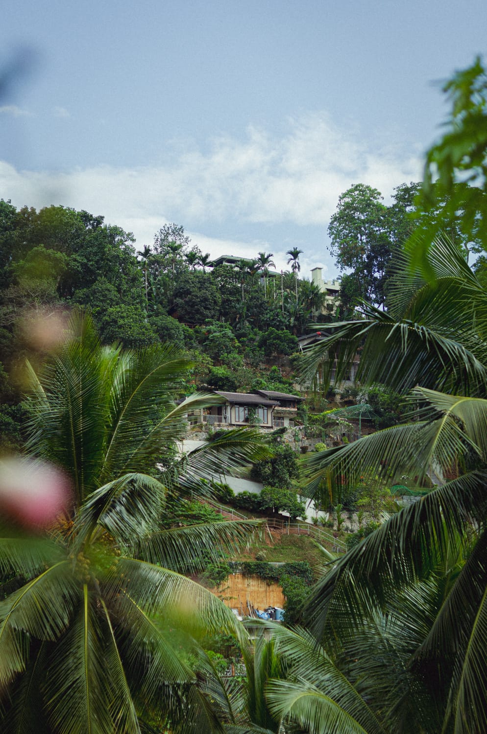 Фото 56 из альбома Sri Lanka 2019