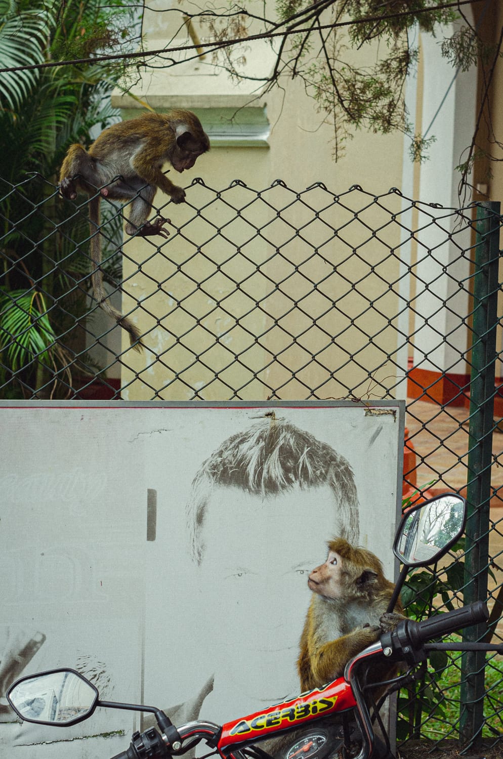 Фото 69 из альбома Sri Lanka 2019