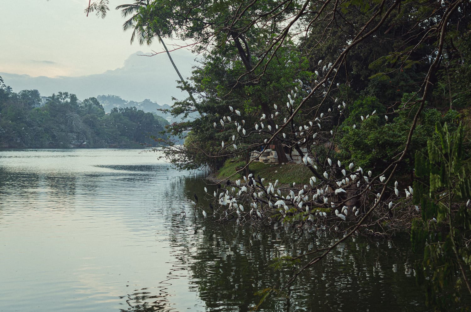 Фото 78 из альбома Sri Lanka 2019