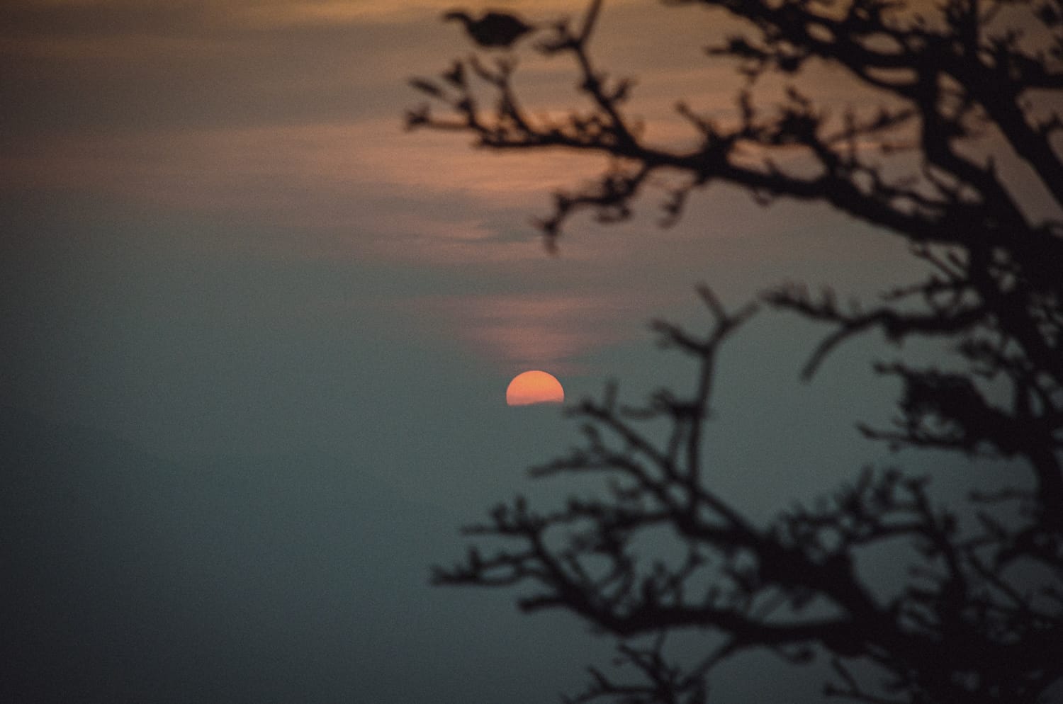 Фото 95 из альбома Sri Lanka 2019