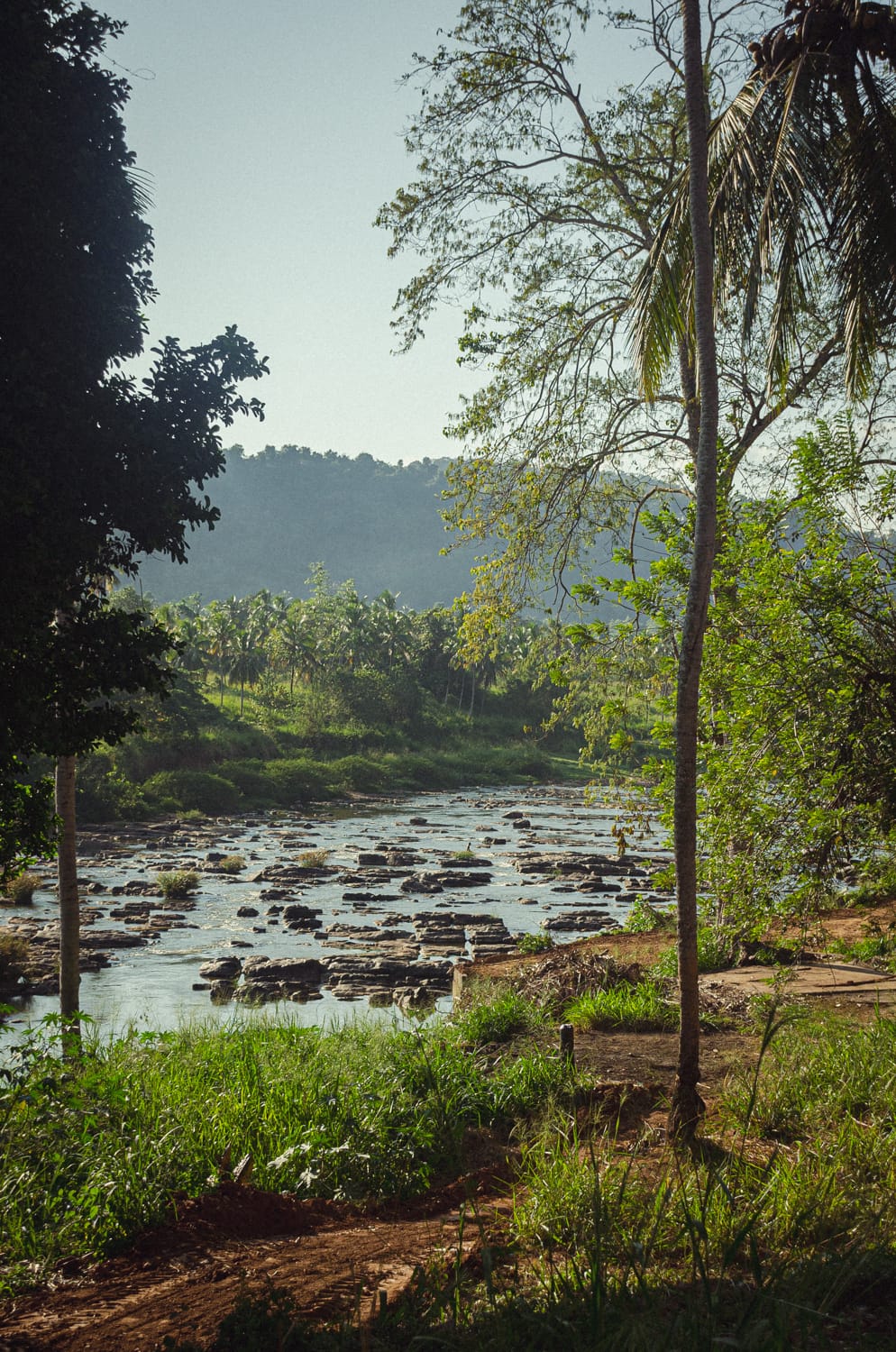 Фото 128 из альбома Sri Lanka 2019