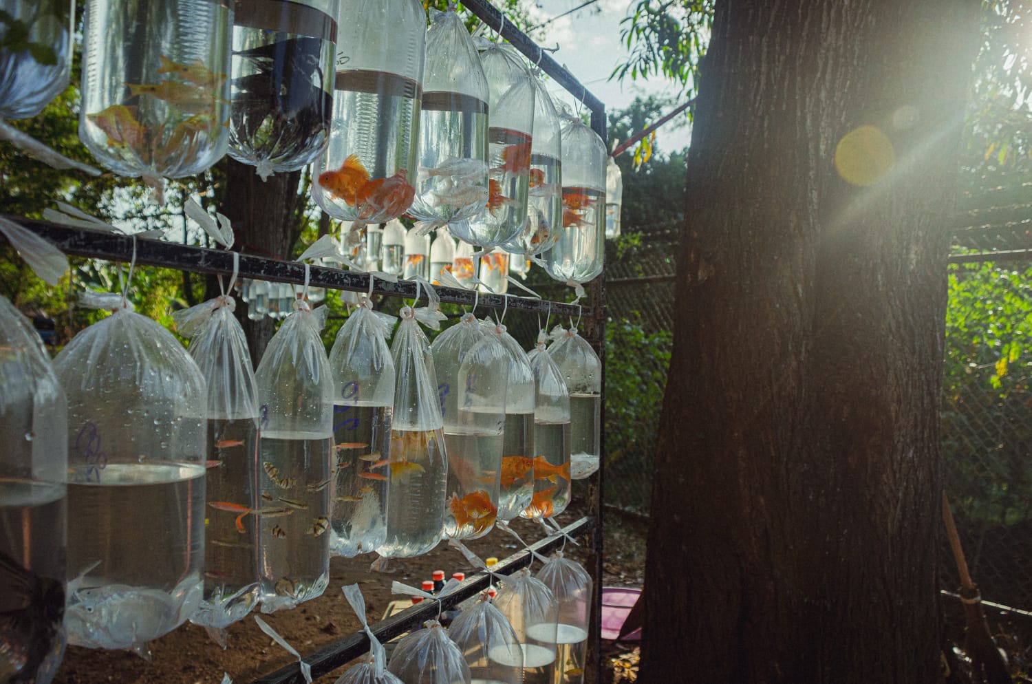 Фото 132 из альбома Sri Lanka 2019