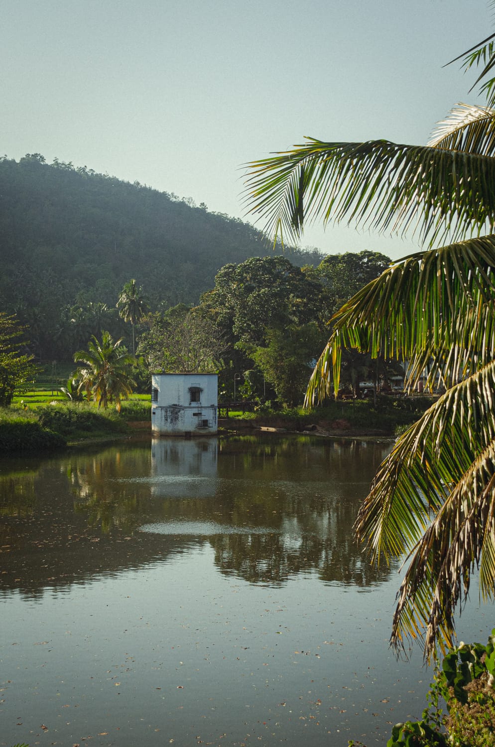 Фото 133 из альбома Sri Lanka 2019