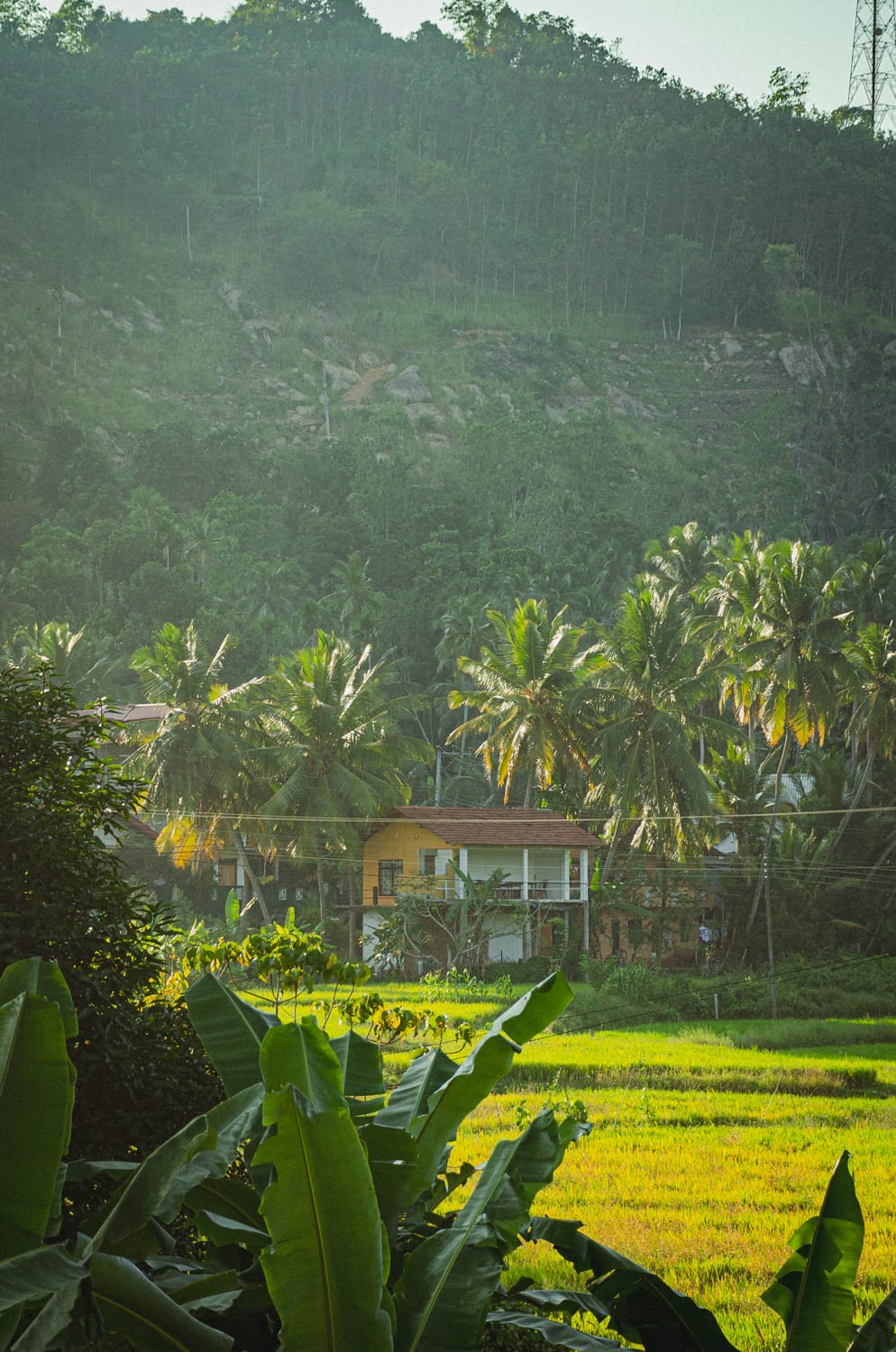 Фото 137 из альбома Sri Lanka 2019