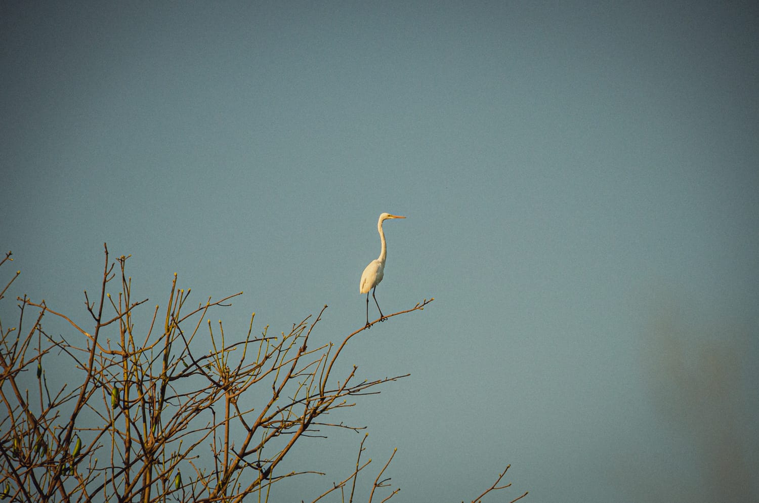Фото 139 из альбома Sri Lanka 2019