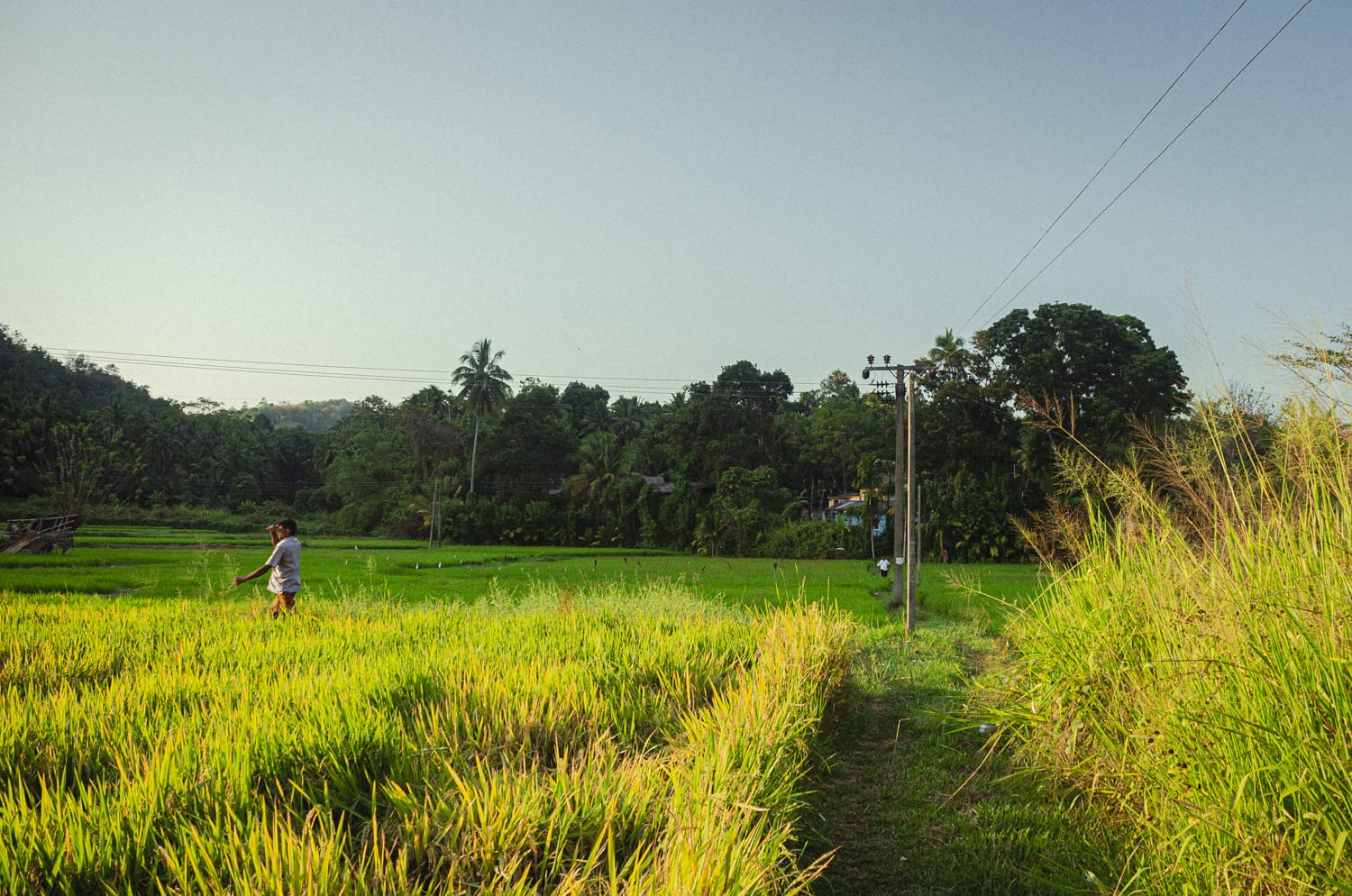 Фото 140 из альбома Sri Lanka 2019