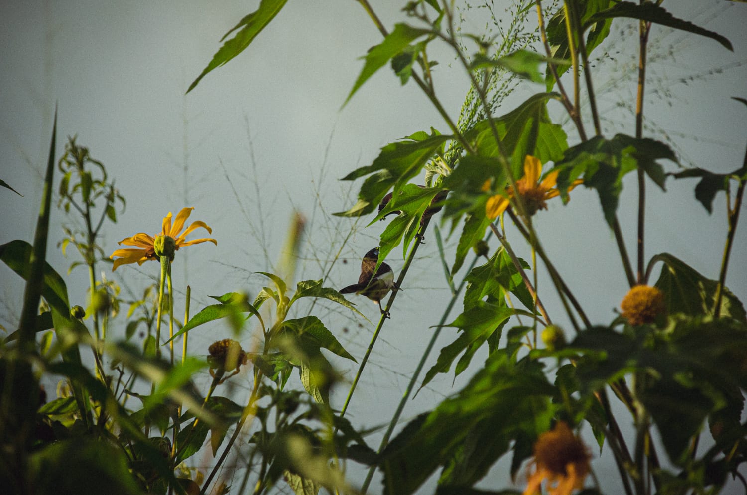 Фото 147 из альбома Sri Lanka 2019