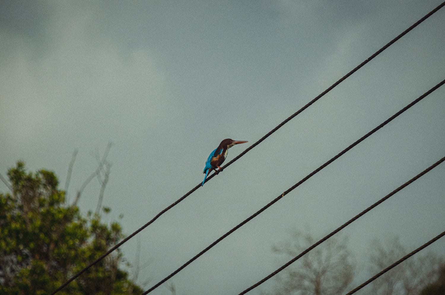 Фото 148 из альбома Sri Lanka 2019