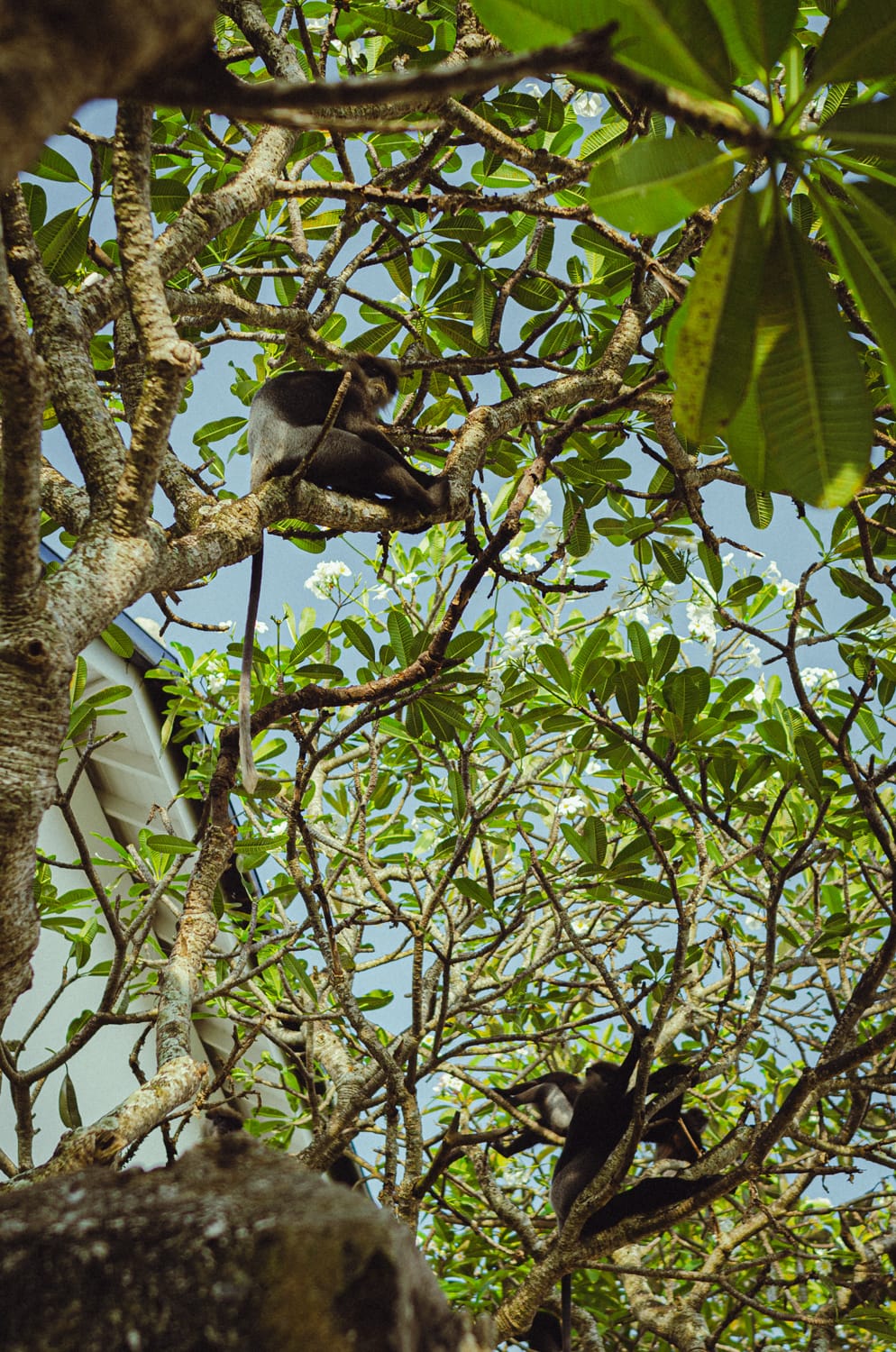 Фото 153 из альбома Sri Lanka 2019