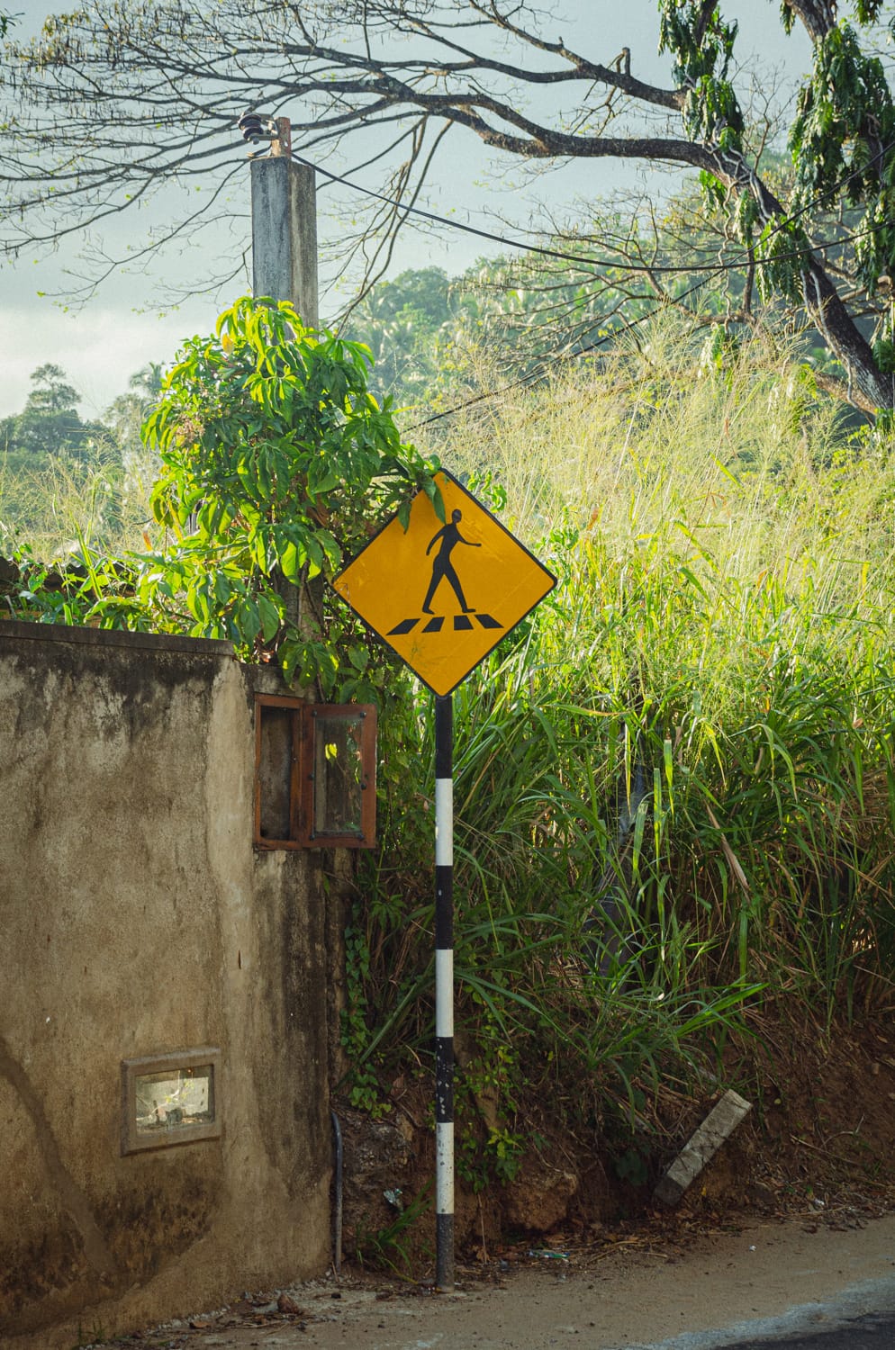 Фото 157 из альбома Sri Lanka 2019