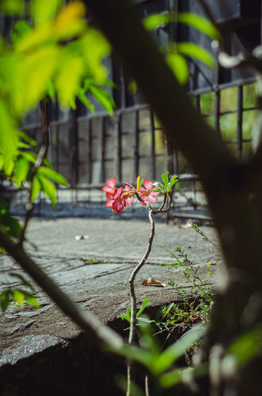 Фото 184 из альбома Sri Lanka 2019