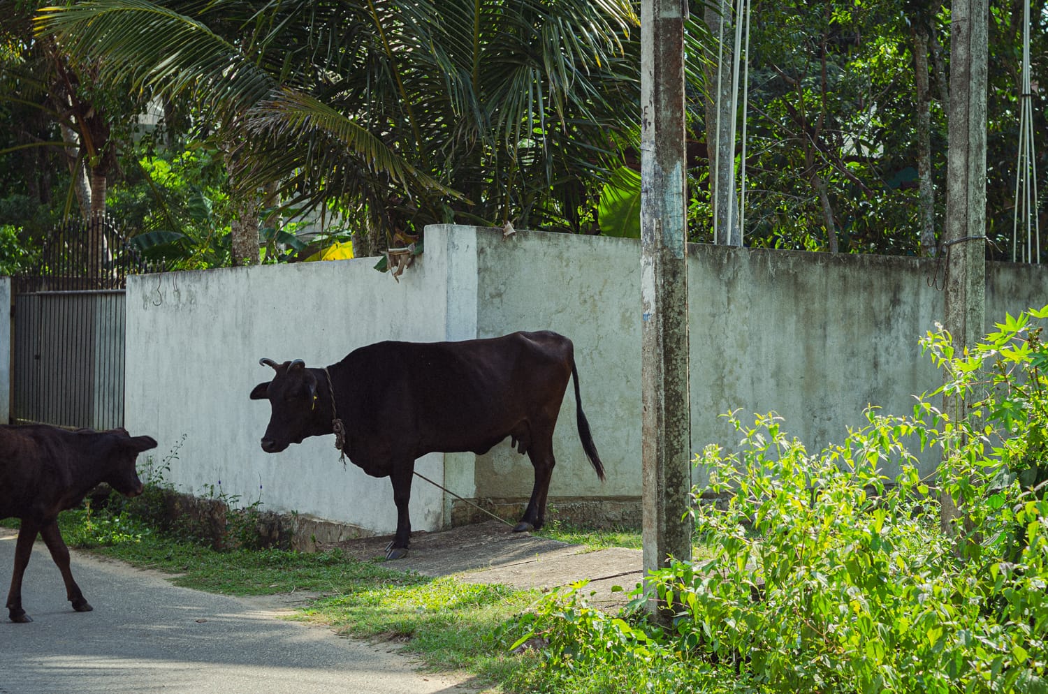 Фото 240 из альбома Sri Lanka 2019