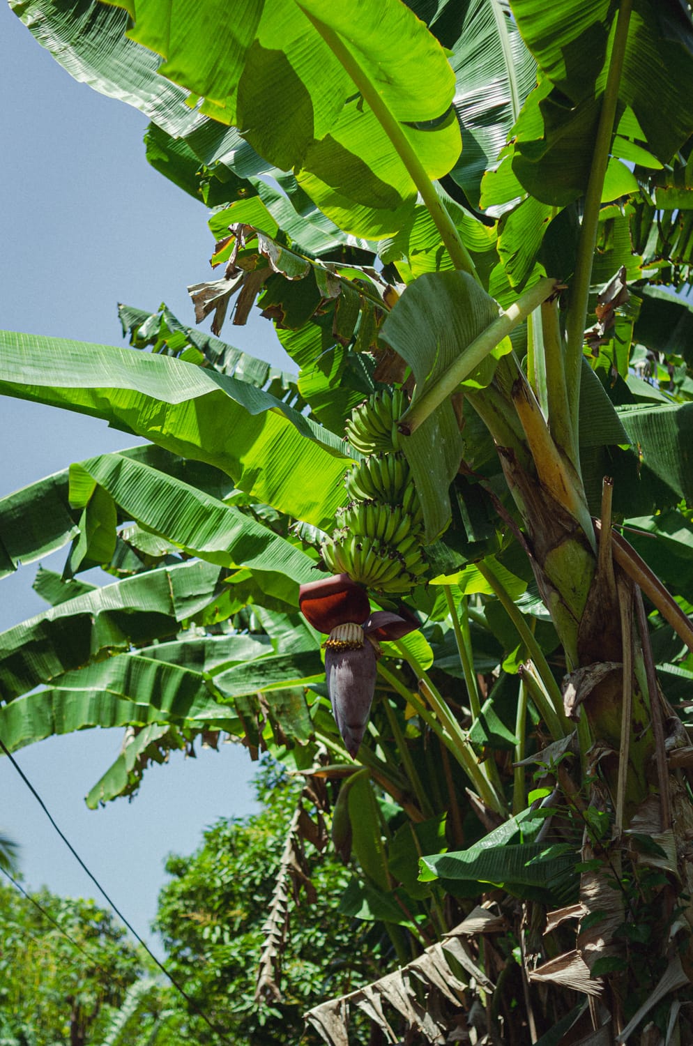 Фото 246 из альбома Sri Lanka 2019