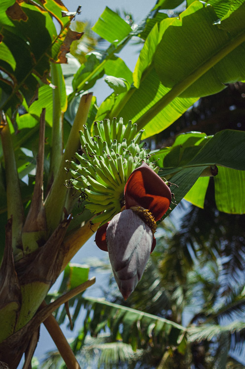 Фото 247 из альбома Sri Lanka 2019