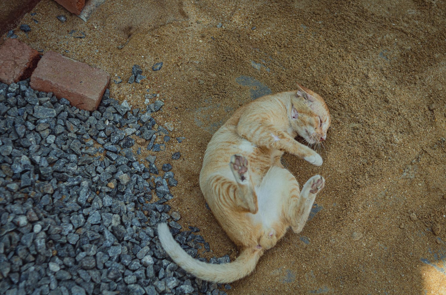 Фото 252 из альбома Sri Lanka 2019