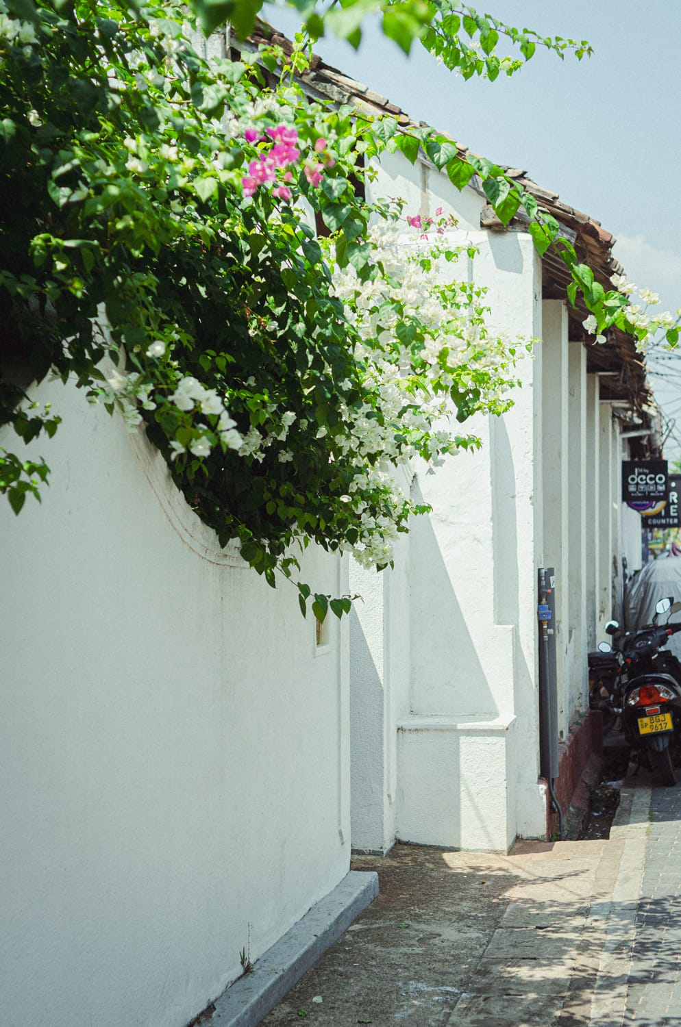 Фото 254 из альбома Sri Lanka 2019