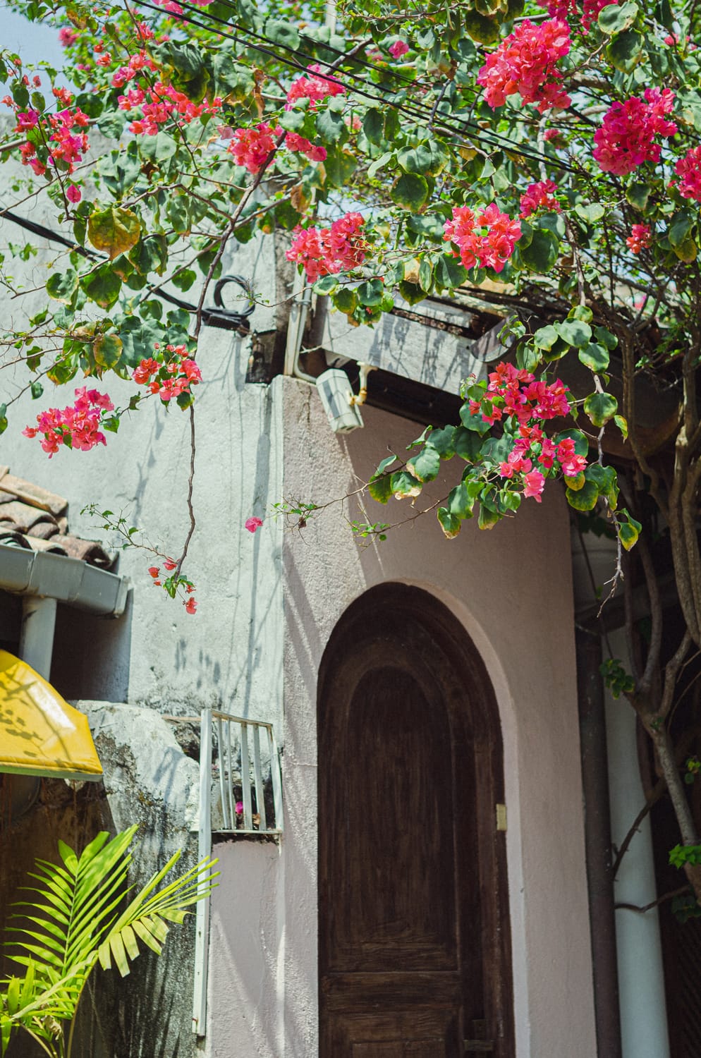 Фото 257 из альбома Sri Lanka 2019