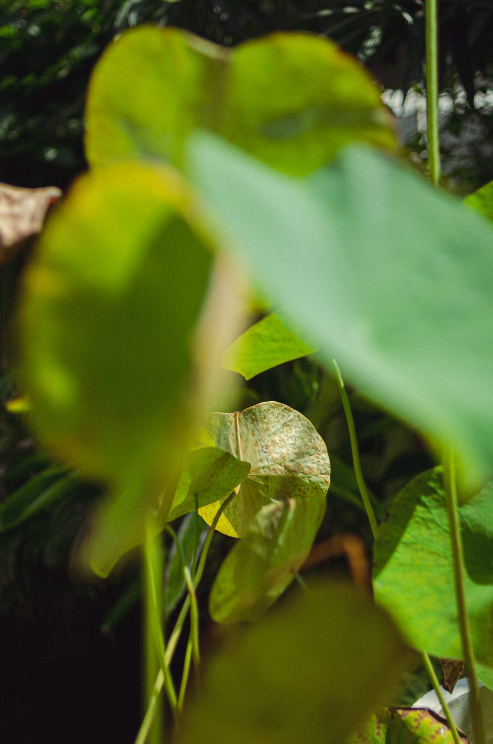 Фото 264 из альбома Sri Lanka 2019