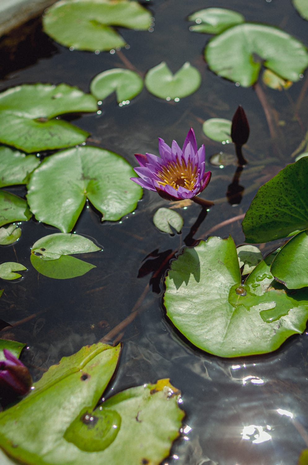 Фото 265 из альбома Sri Lanka 2019