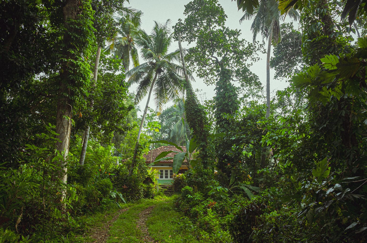 Фото 269 из альбома Sri Lanka 2019