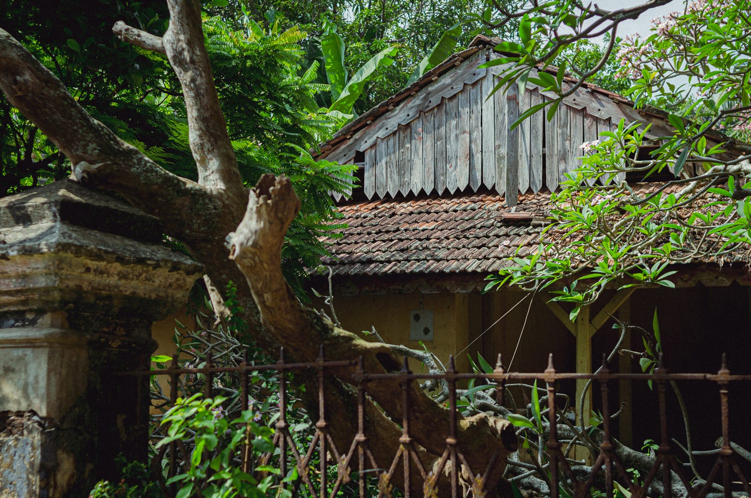 Фото 275 из альбома Sri Lanka 2019