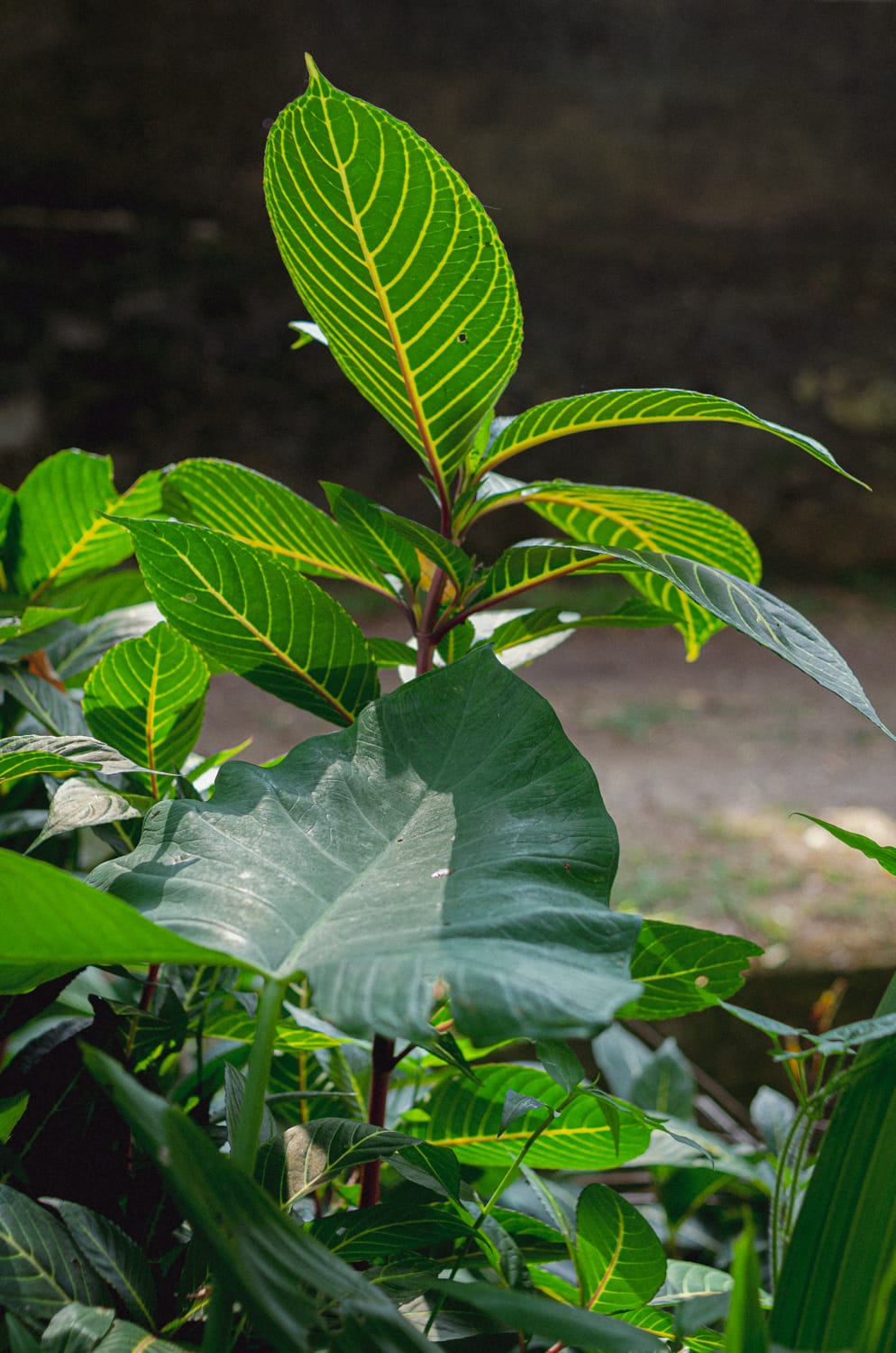 Фото 278 из альбома Sri Lanka 2019