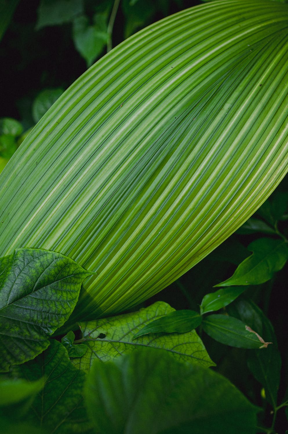 Фото 279 из альбома Sri Lanka 2019