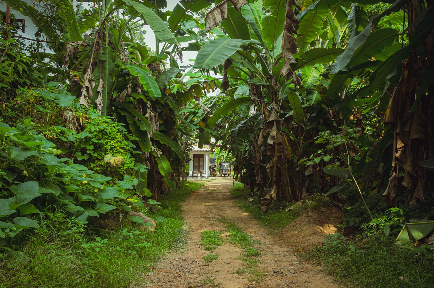 Фото 280 из альбома Sri Lanka 2019