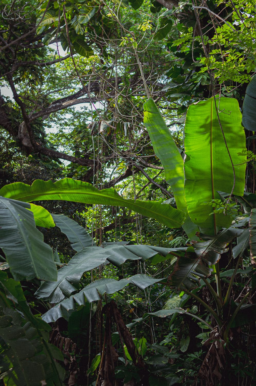 Фото 281 из альбома Sri Lanka 2019