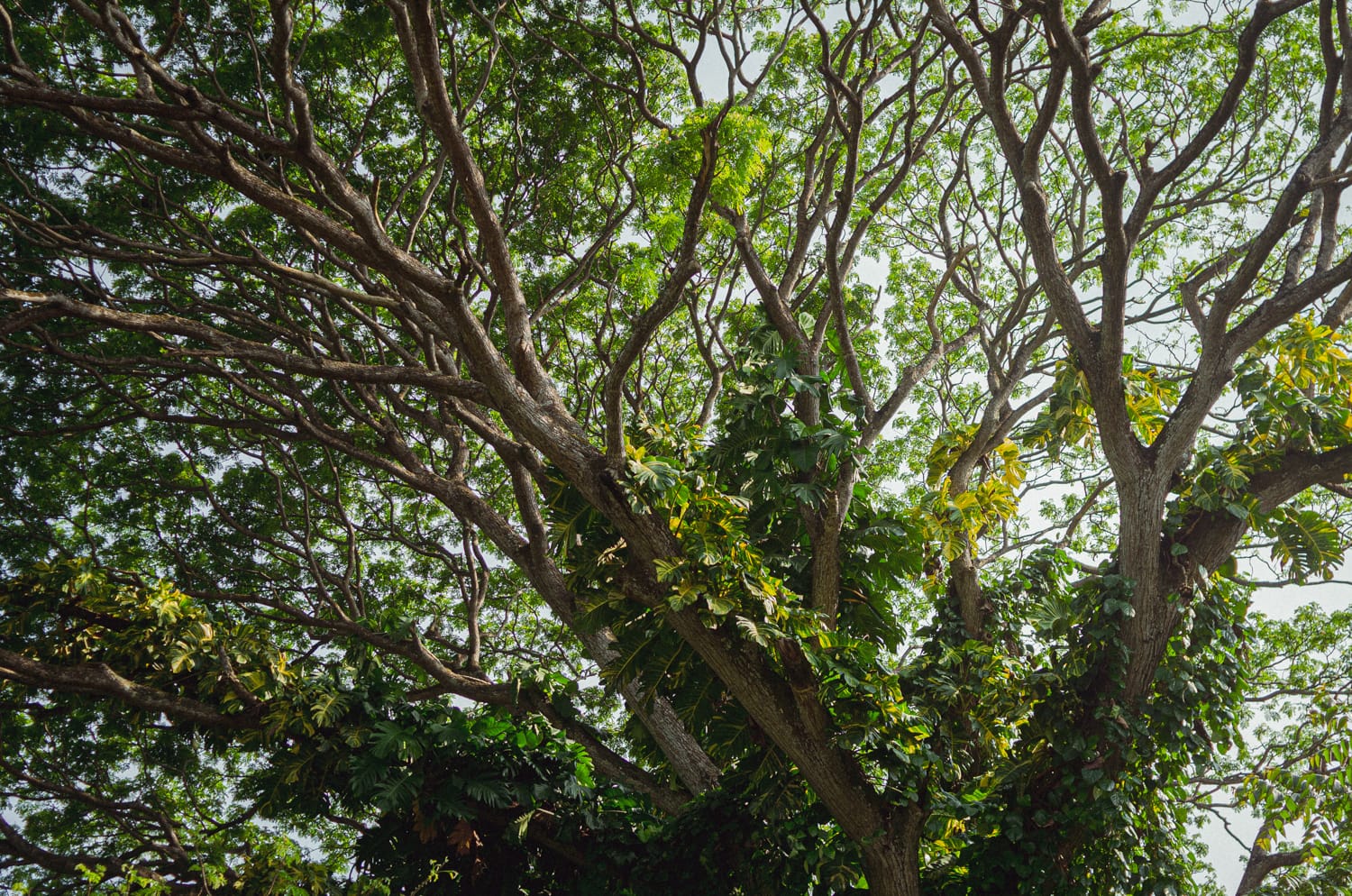 Фото 282 из альбома Sri Lanka 2019