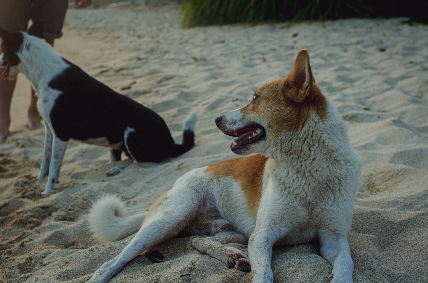 Фото 288 из альбома Sri Lanka 2019