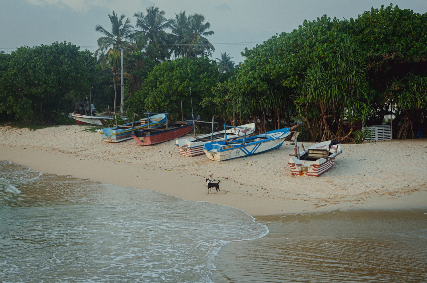 Фото 289 из альбома Sri Lanka 2019