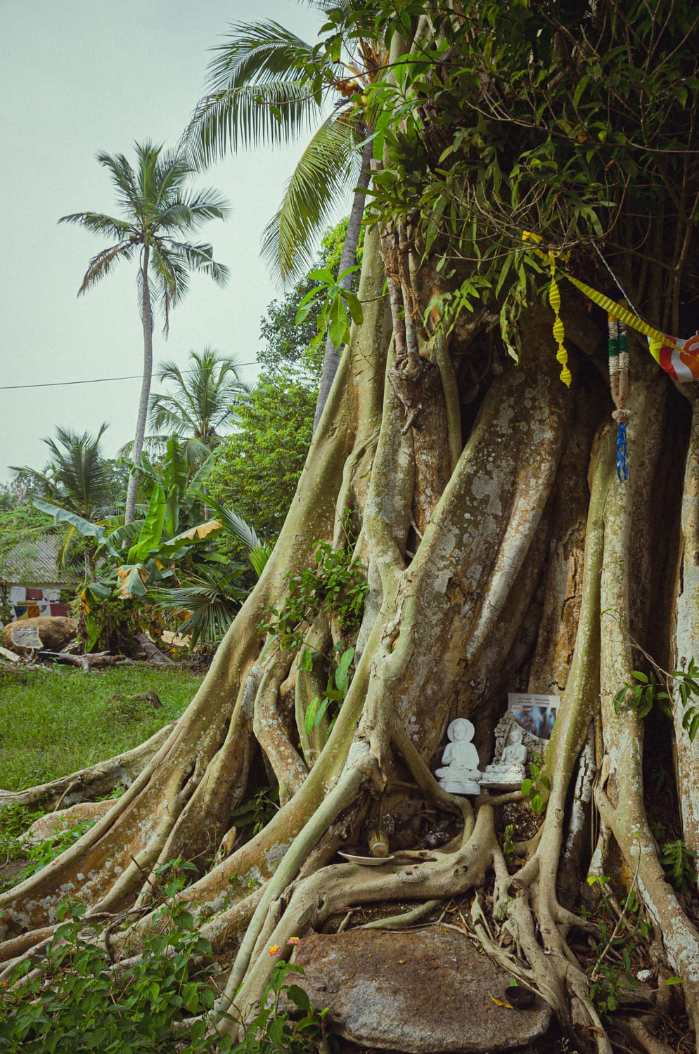 Фото 291 из альбома Sri Lanka 2019