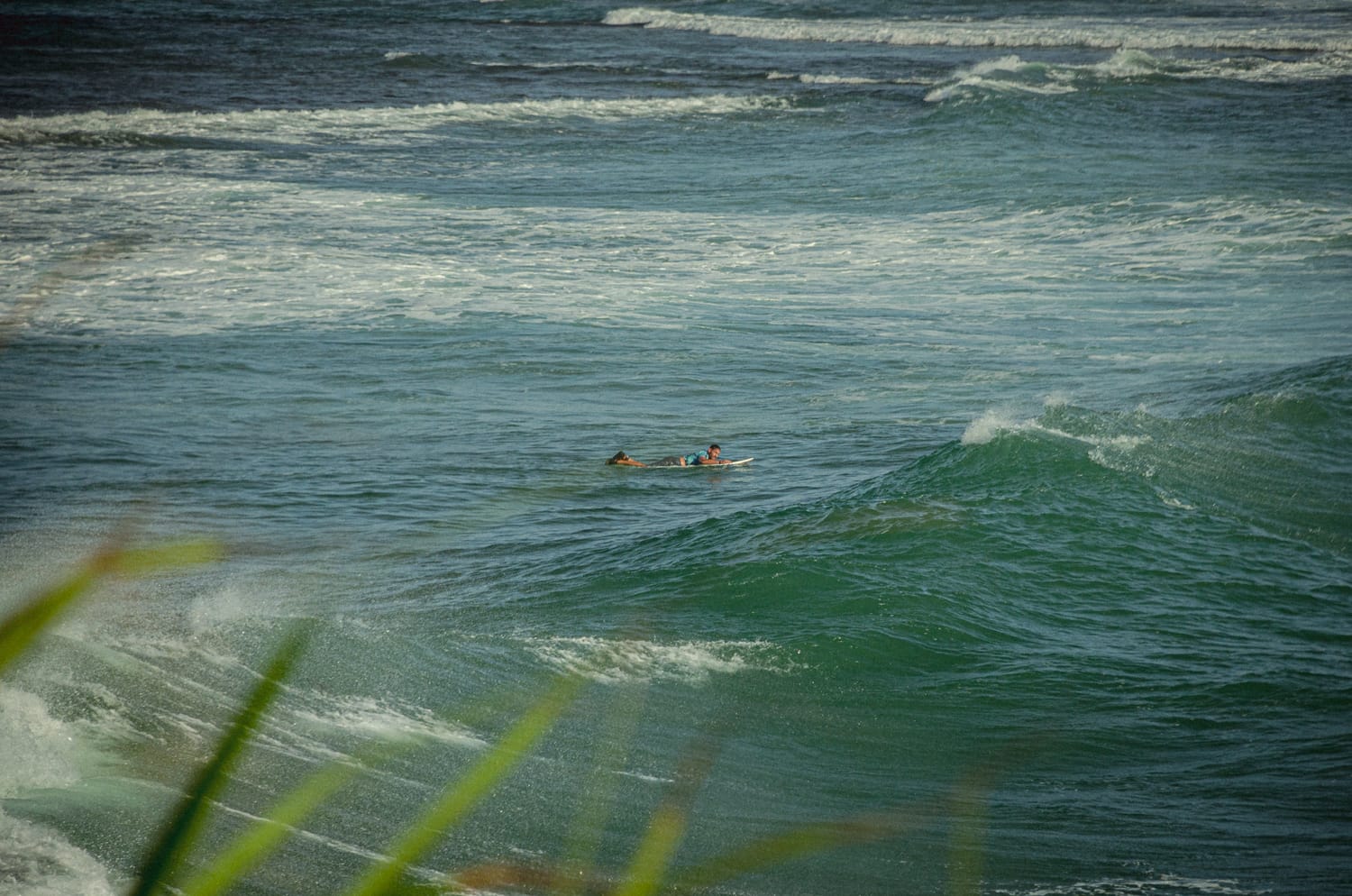 Фото 294 из альбома Sri Lanka 2019
