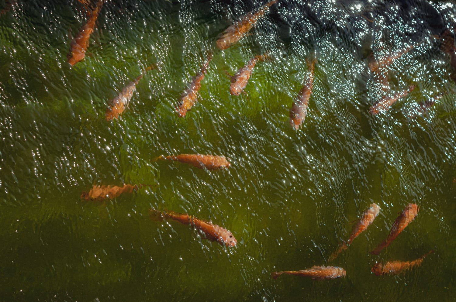 Фото 305 из альбома Sri Lanka 2019