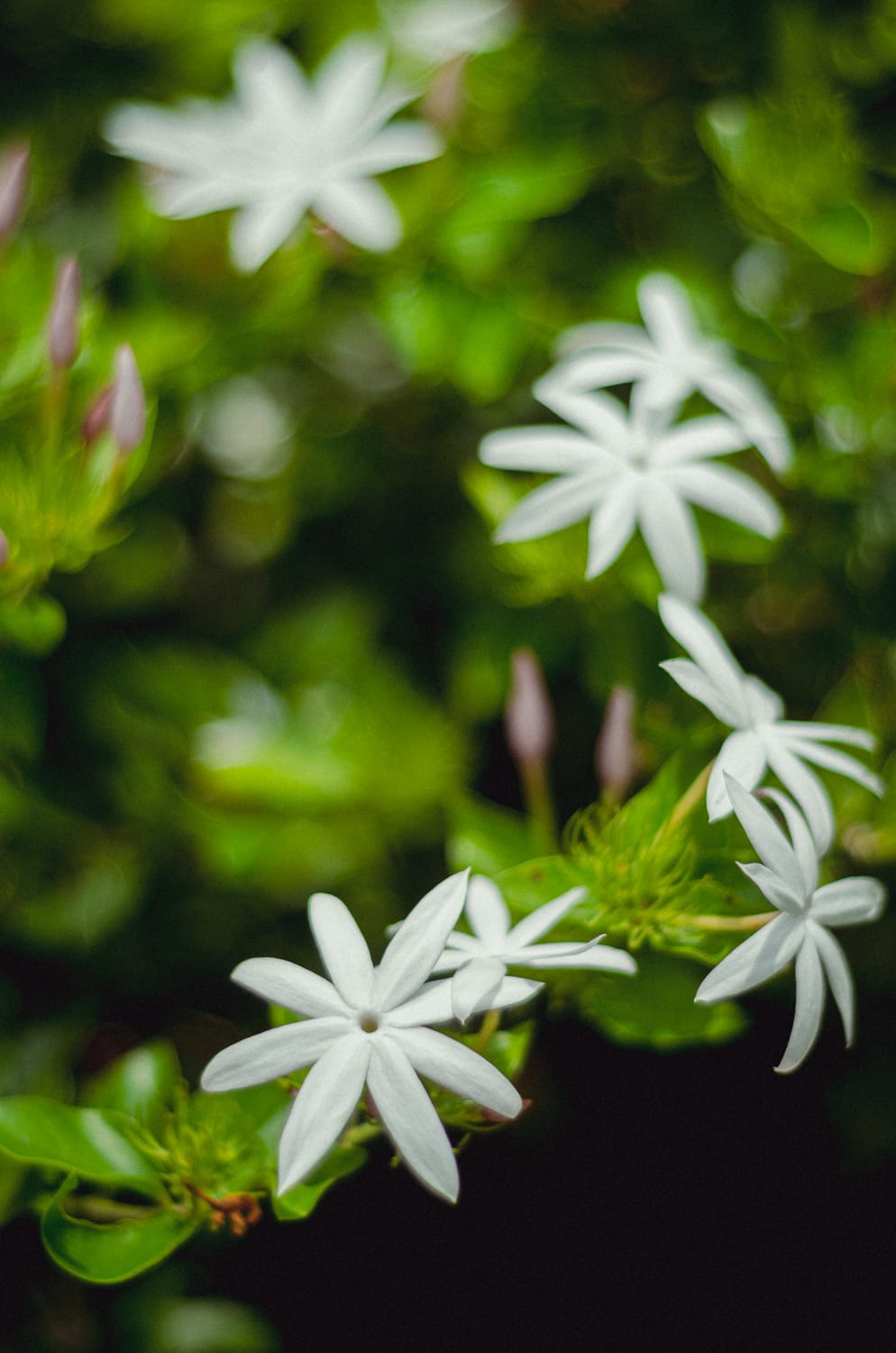 Фото 309 из альбома Sri Lanka 2019