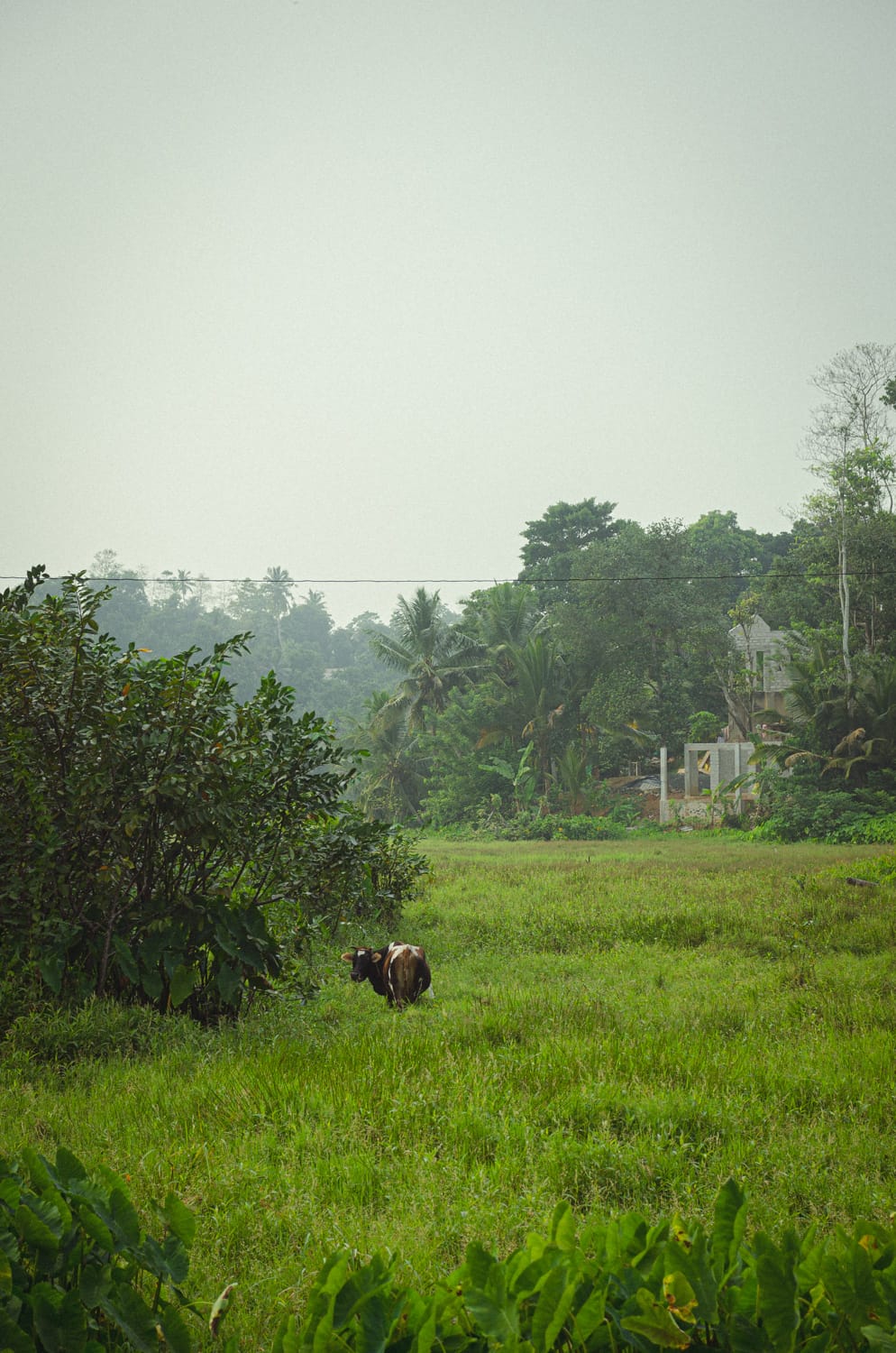 Фото 313 из альбома Sri Lanka 2019