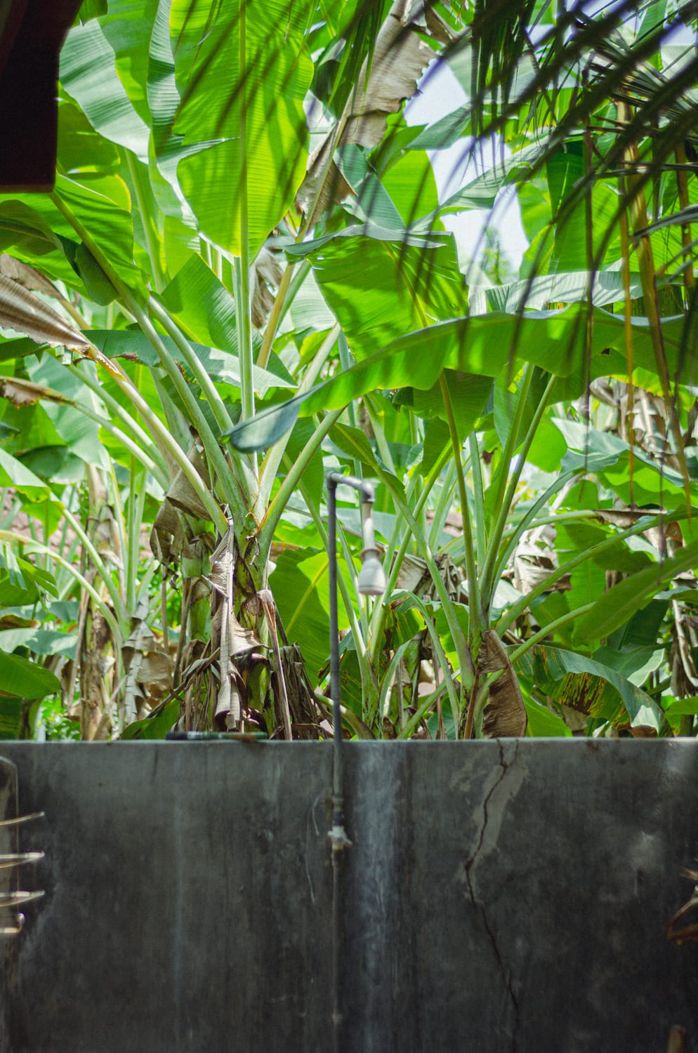 Фото 314 из альбома Sri Lanka 2019