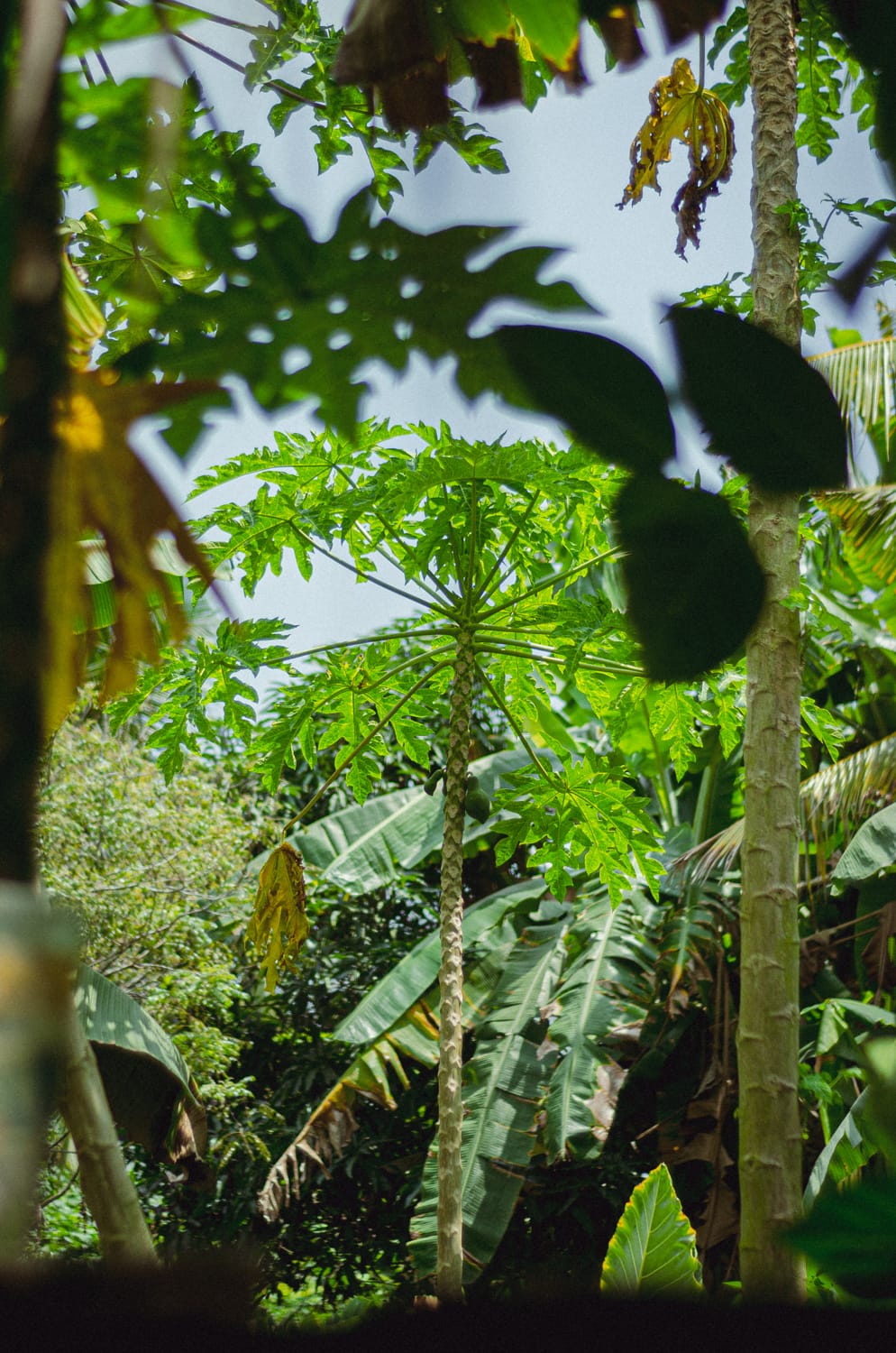 Фото 315 из альбома Sri Lanka 2019