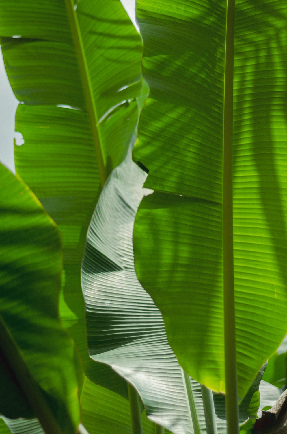 Фото 316 из альбома Sri Lanka 2019