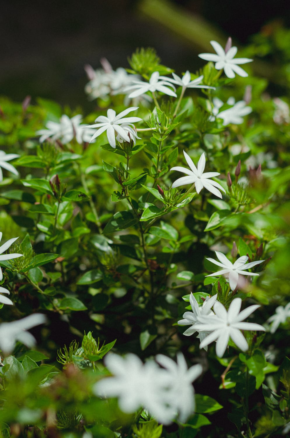 Фото 317 из альбома Sri Lanka 2019