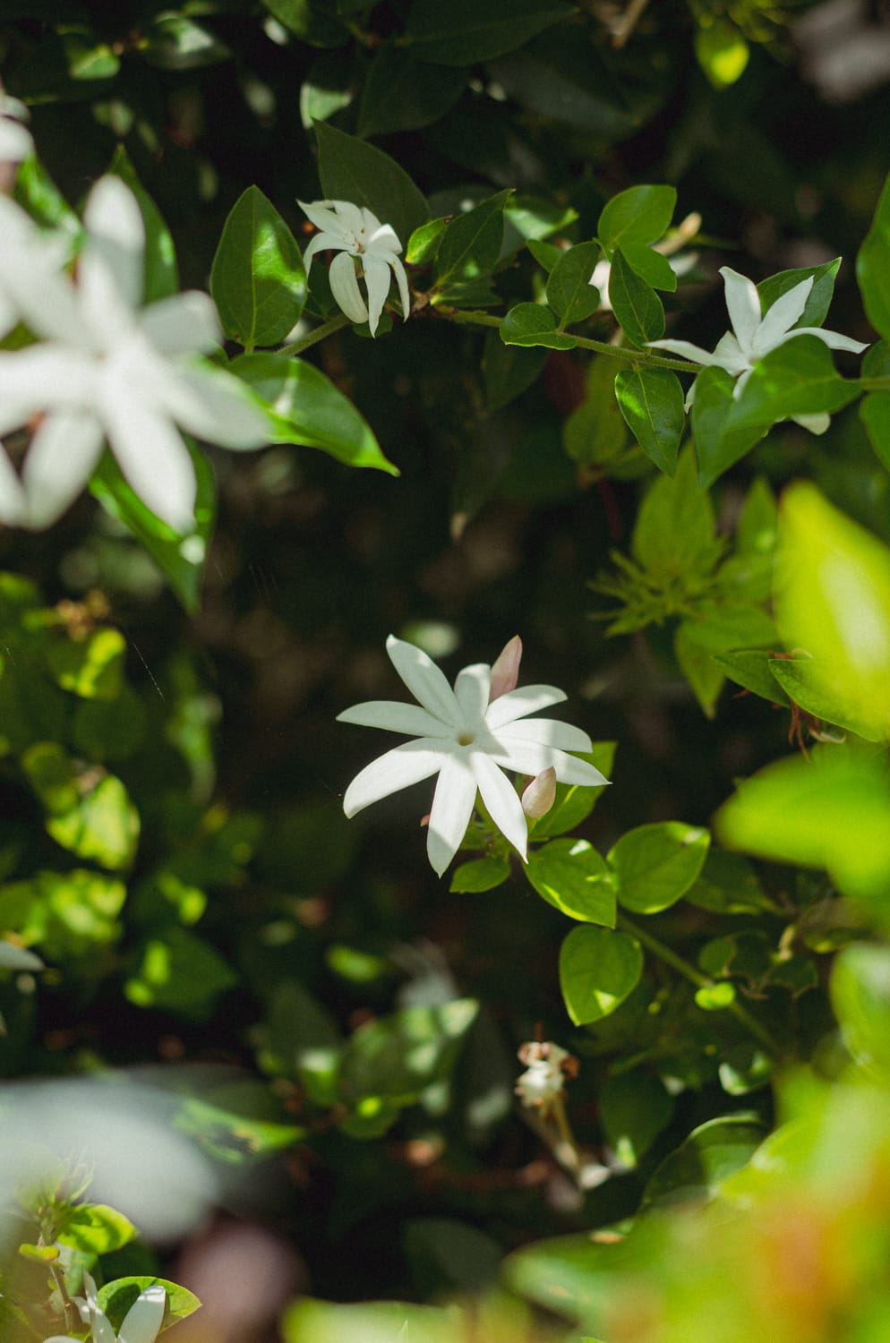 Фото 318 из альбома Sri Lanka 2019