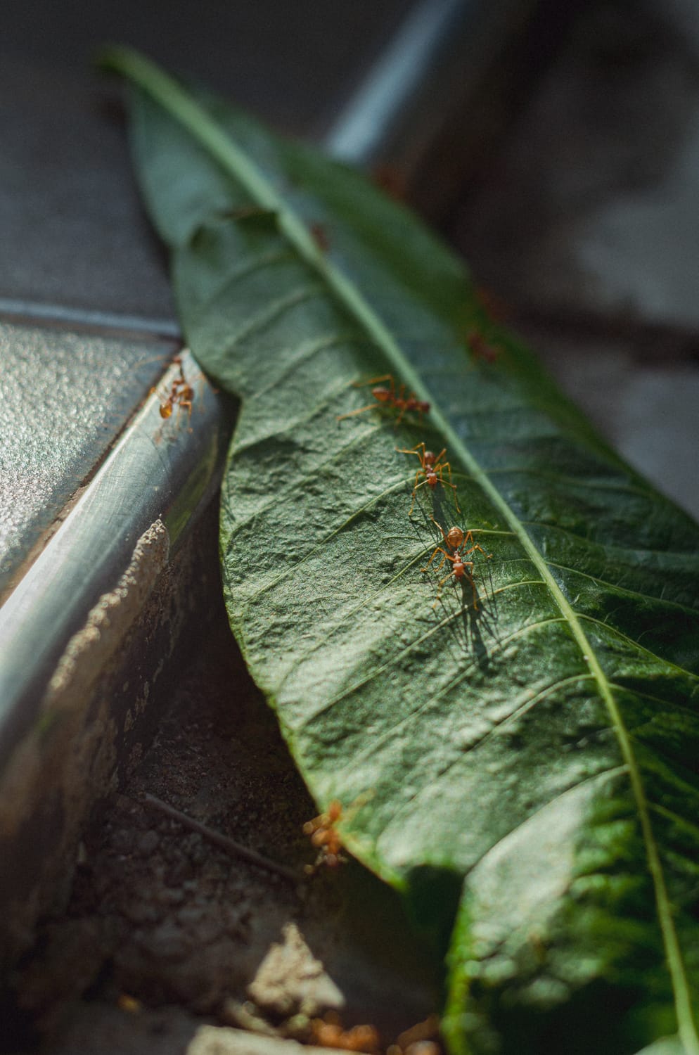 Фото 320 из альбома Sri Lanka 2019