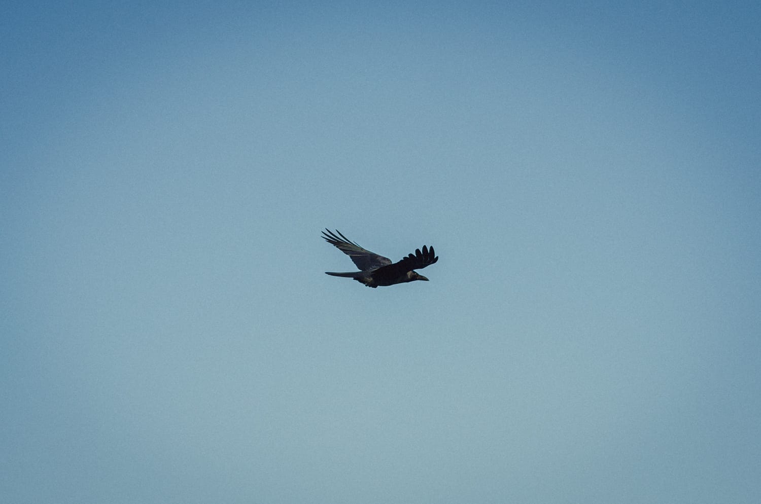 Фото 326 из альбома Sri Lanka 2019