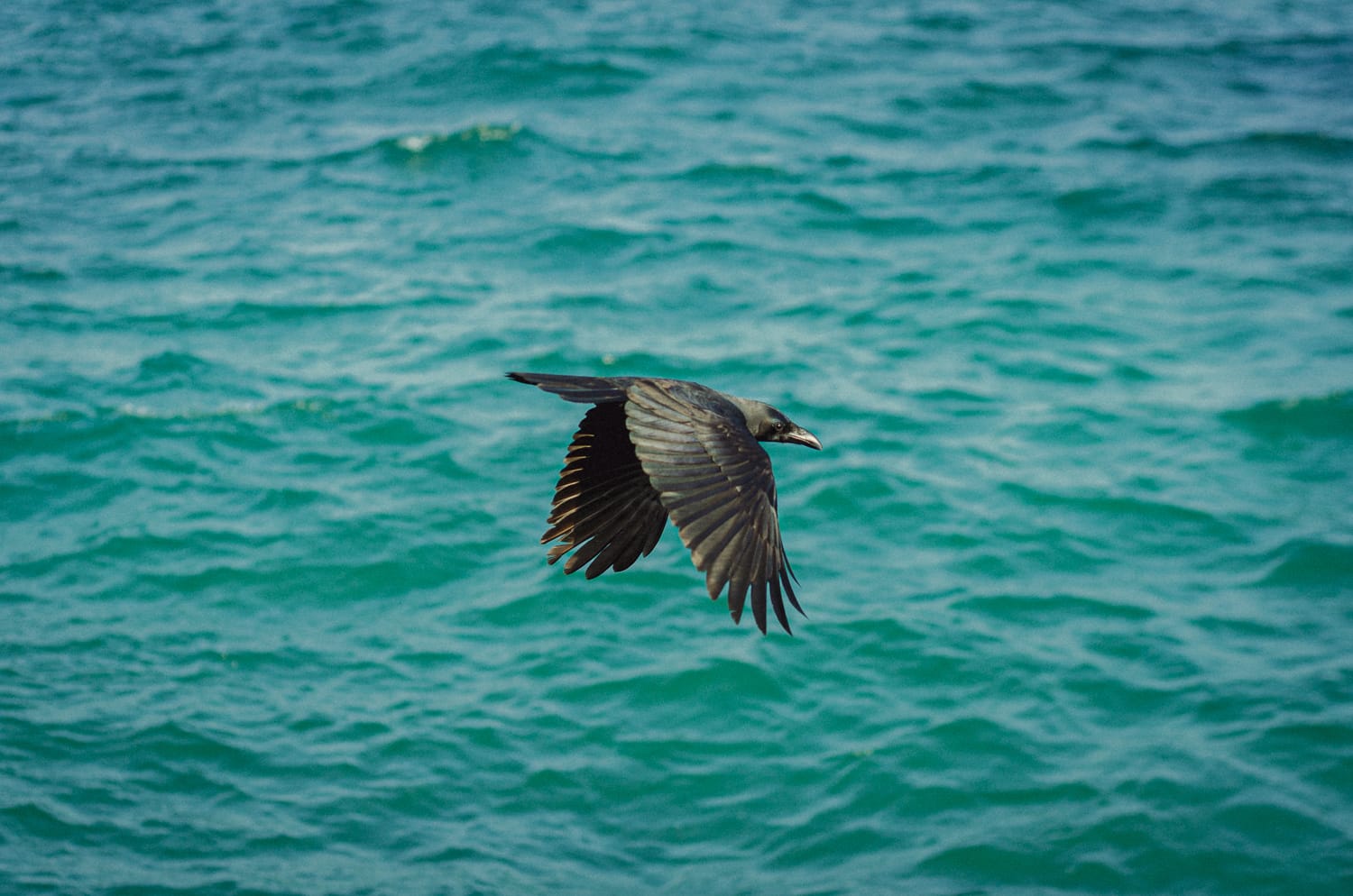 Фото 327 из альбома Sri Lanka 2019